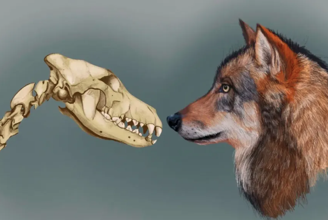 dog archaeology 