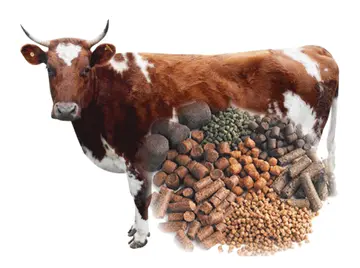 cattlefeed