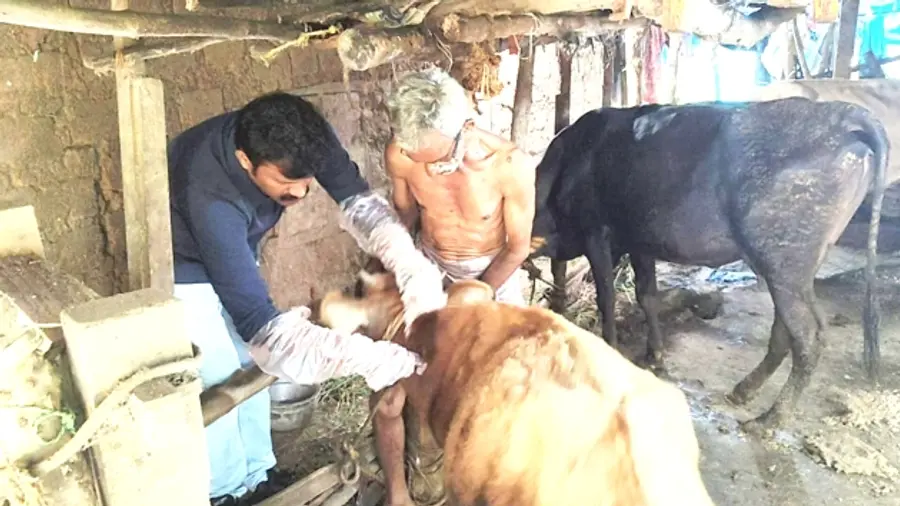 പശുക്കൾക്ക് പേവിഷ പ്രതിരോധ വാക്സിൻ നൽകുന്നു