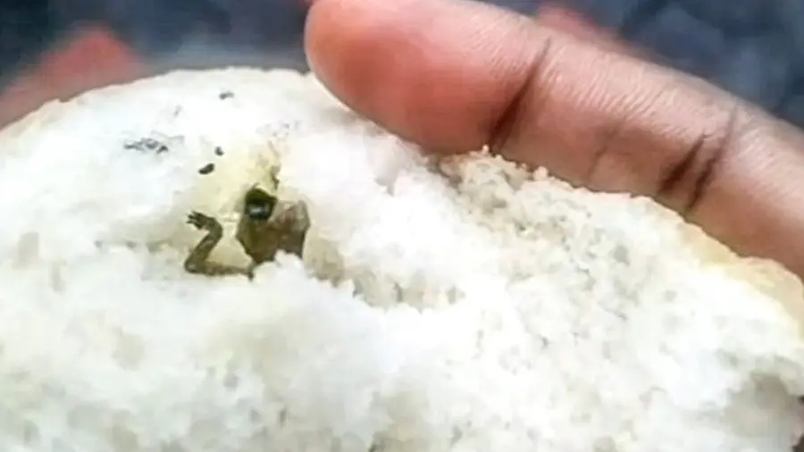 dead lizard found inside bread in Edakochi bakery