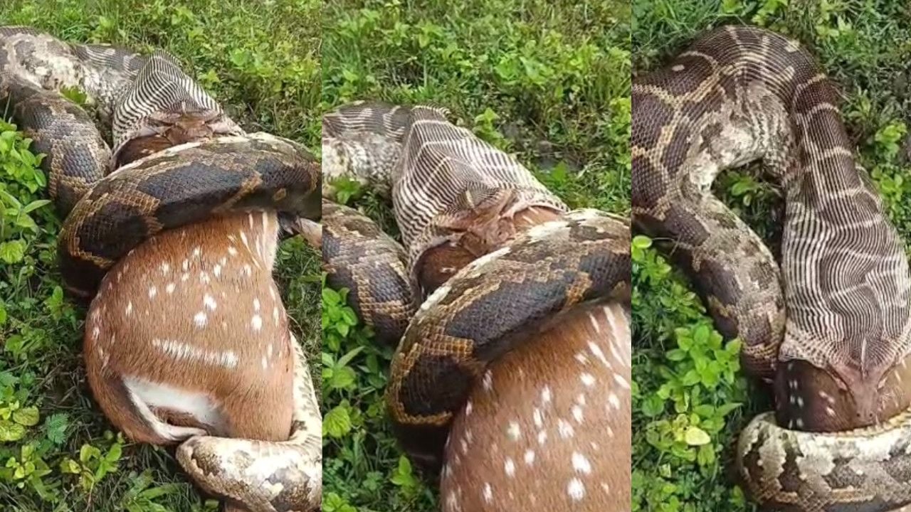 deer python