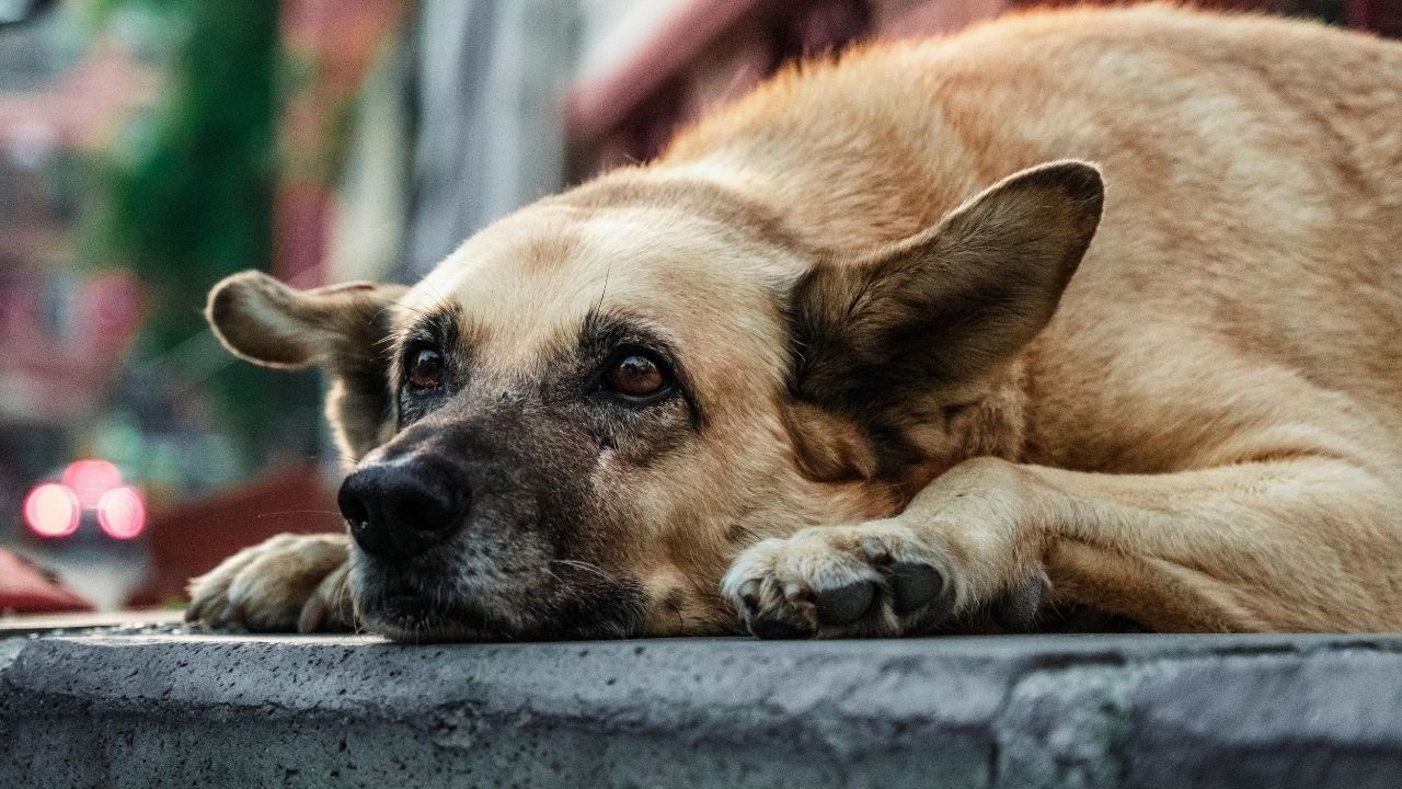 delhi stray dogs