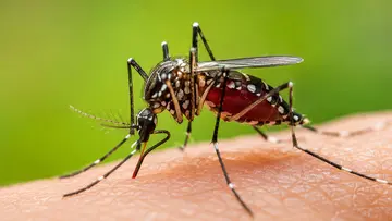 dengue