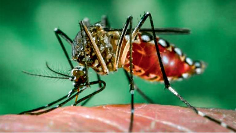 Dengue fever