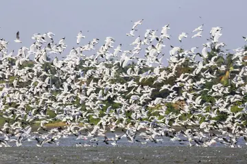 കടലുണ്ടി കമ്യൂണിറ്റി റിസർവിലെത്തിയ ദേശാടനപ്പക്ഷികൾ (ഫയൽ ചിത്രം)
