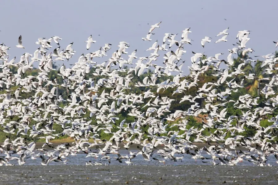 കടലുണ്ടി കമ്യൂണിറ്റി റിസർവിലെത്തിയ ദേശാടനപ്പക്ഷികൾ (ഫയൽ ചിത്രം)