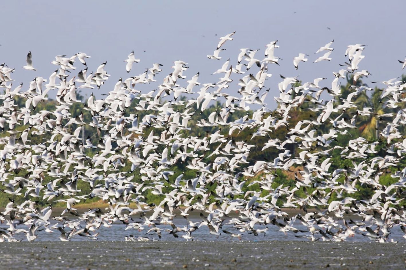 കടലുണ്ടി കമ്യൂണിറ്റി റിസർവിലെത്തിയ ദേശാടനപ്പക്ഷികൾ (ഫയൽ ചിത്രം)