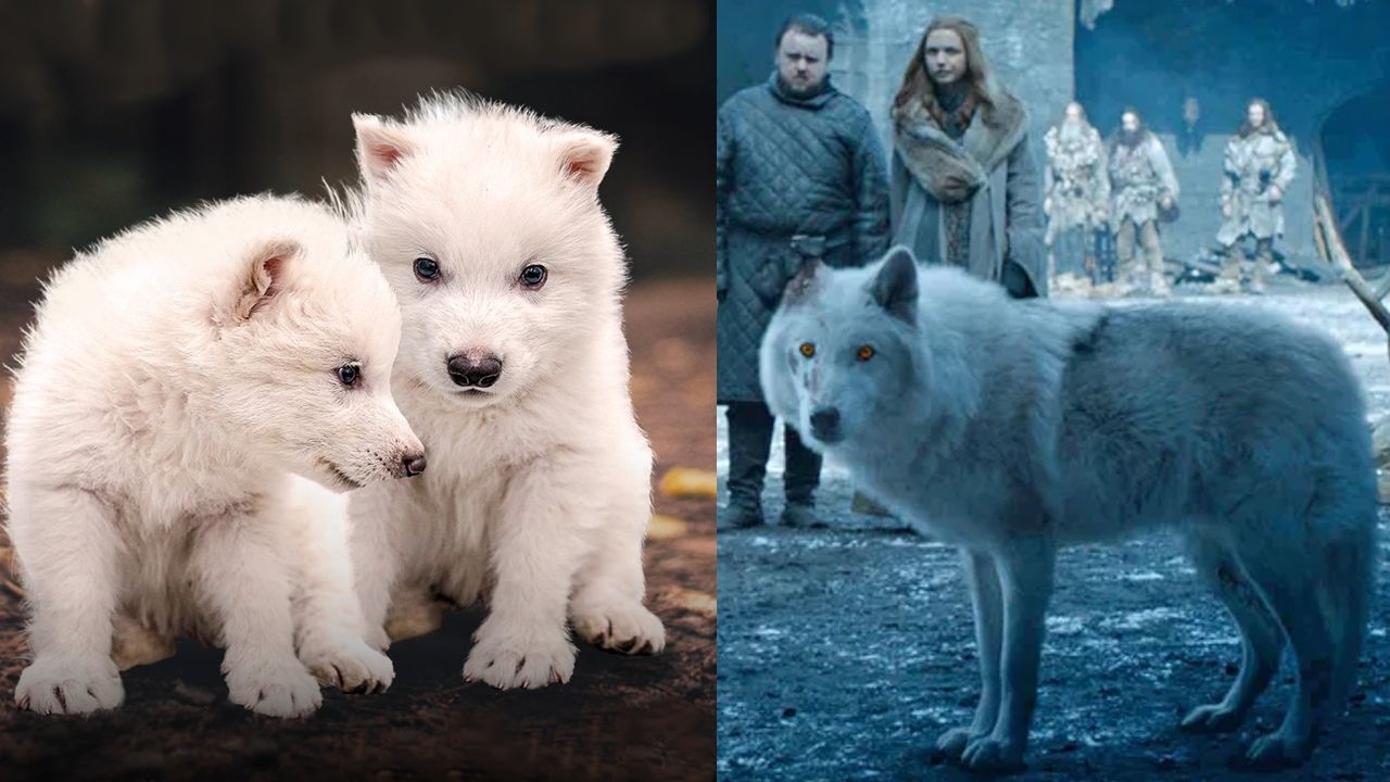 dire wolves