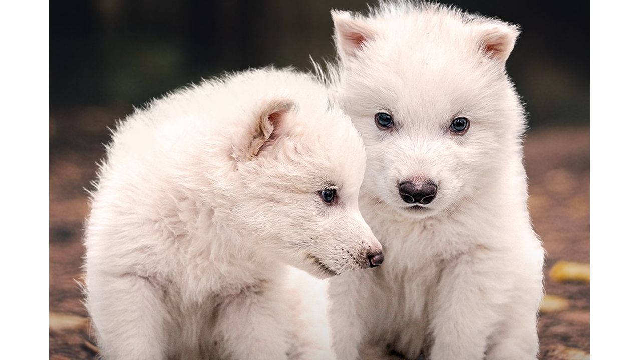 dire wolves