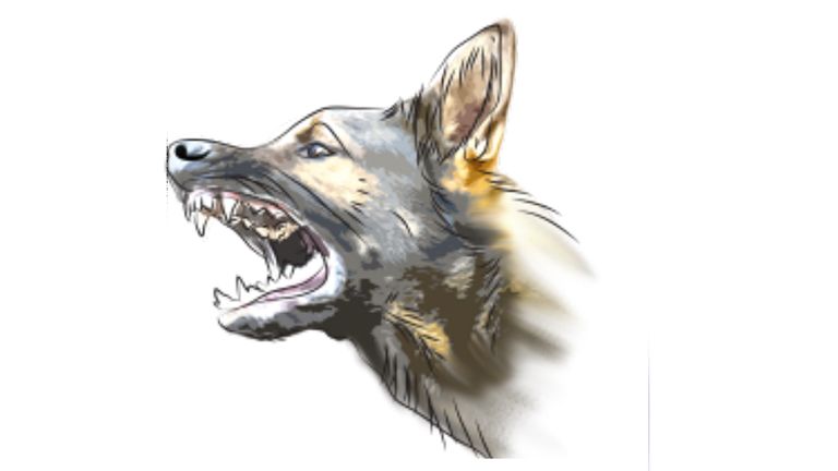Rabies