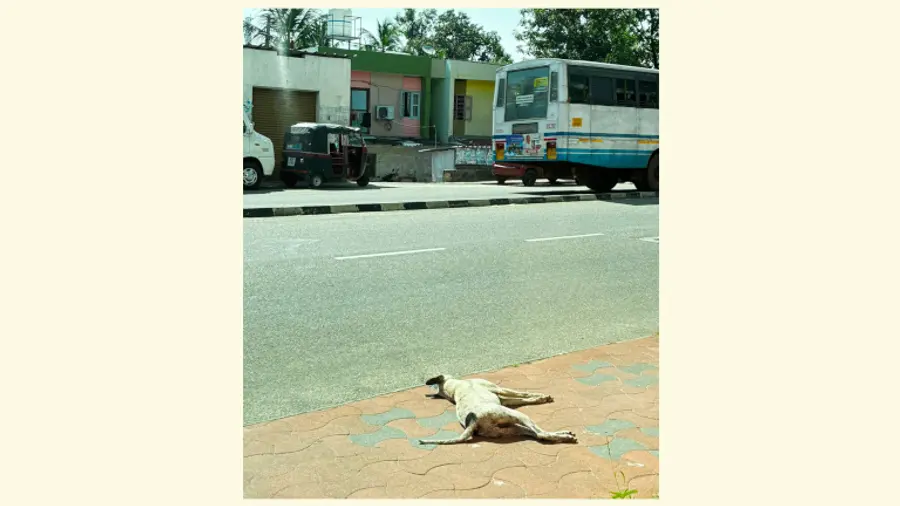 പനവിള ജങ്‌ഷനിൽ നായ  ചത്തനിലയിൽ