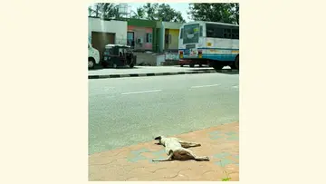 പനവിള ജങ്ഷനിൽ നായ ചത്തനിലയിൽ