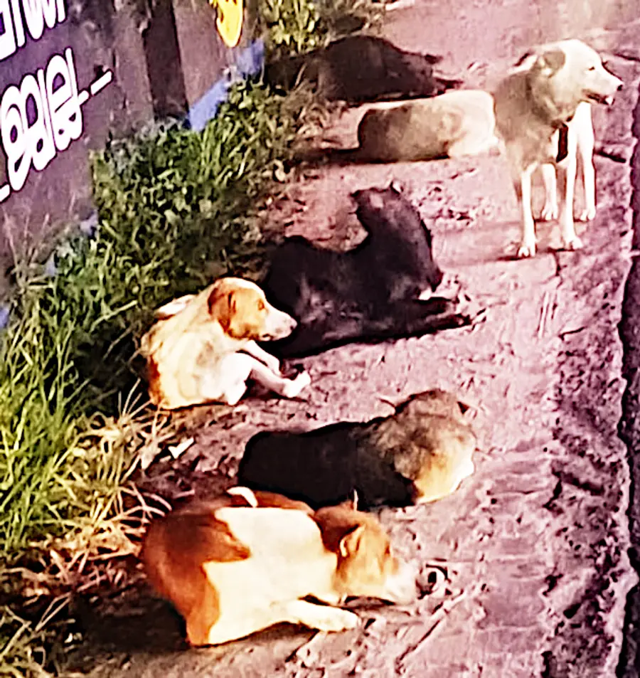 street dog