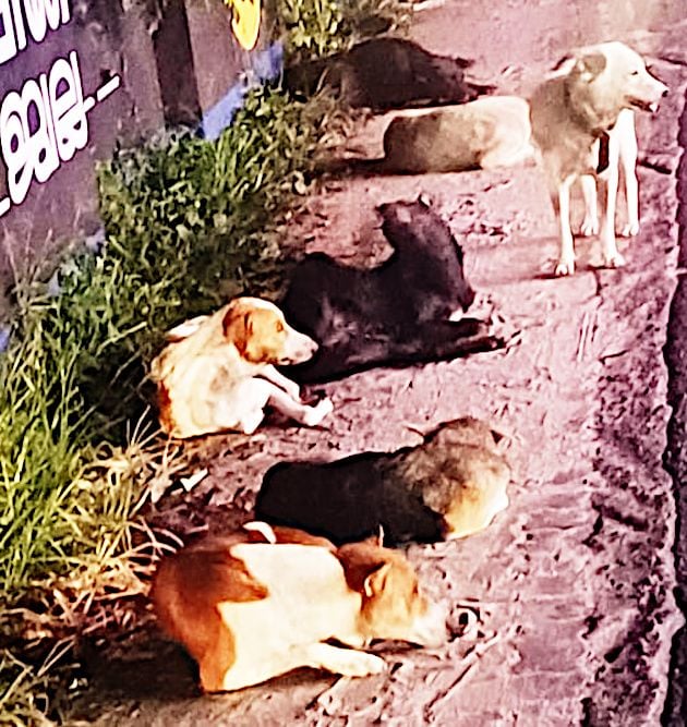 street dog