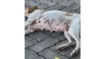 Bitten by a stray dog