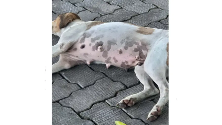 Bitten by a stray dog