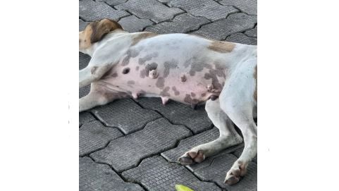Bitten by a stray dog