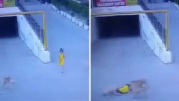 Dog Attack