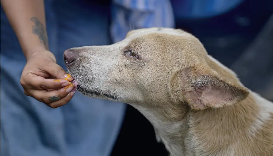 dog shelter