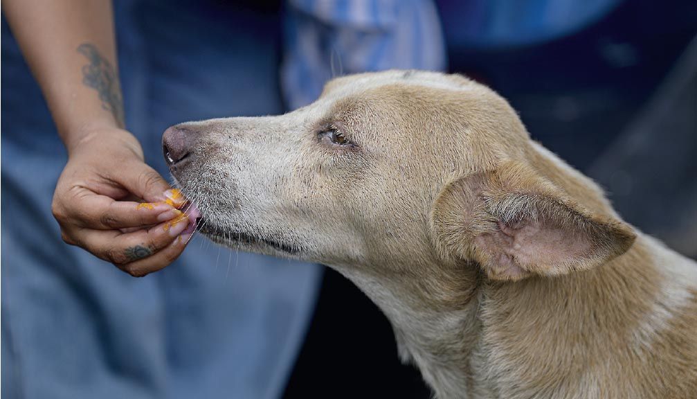 dog shelter