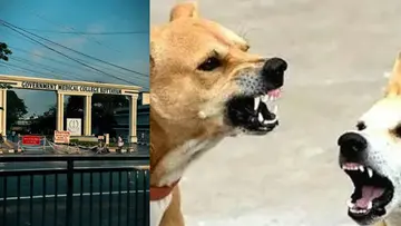Stray Dog