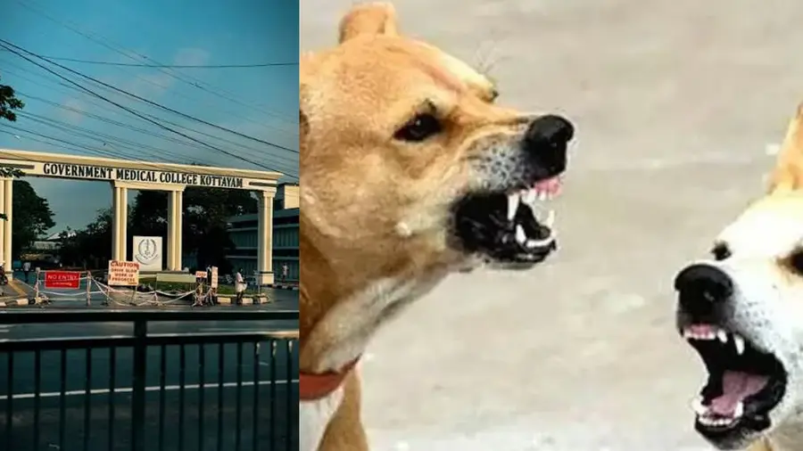 Stray Dog