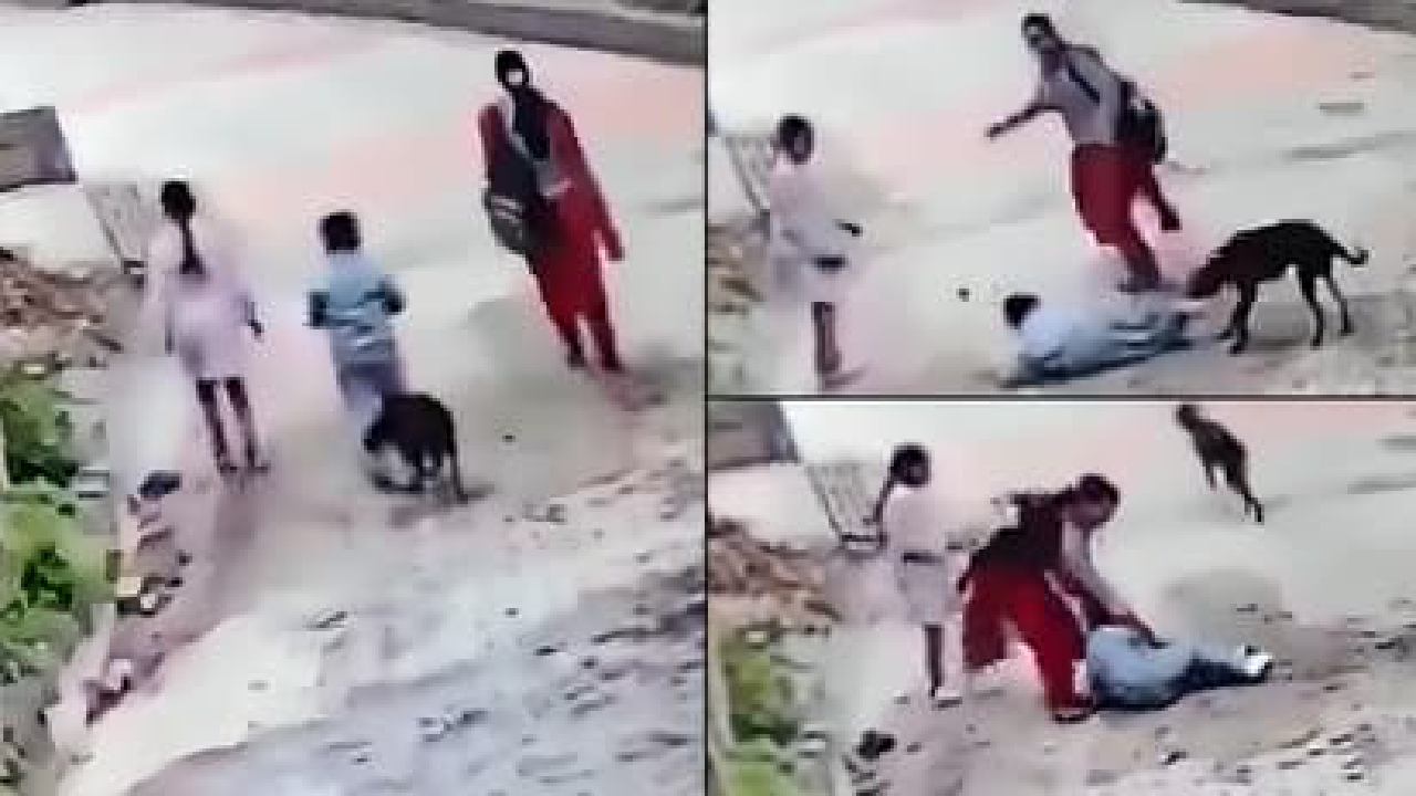 dog attack