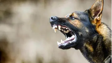 dog bite rabbis.