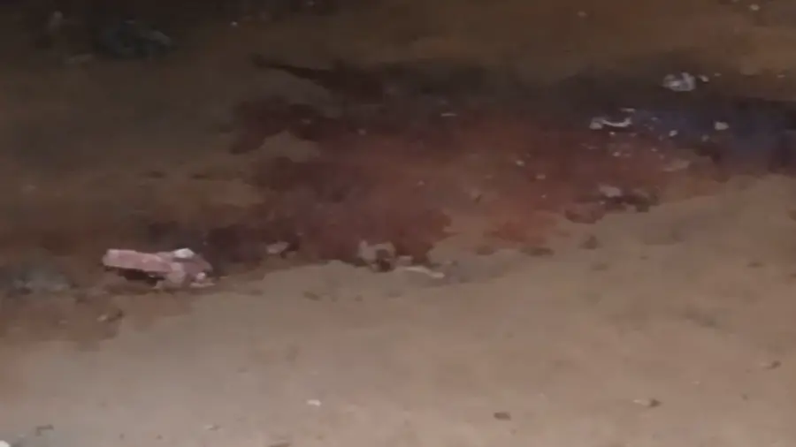 dog killed