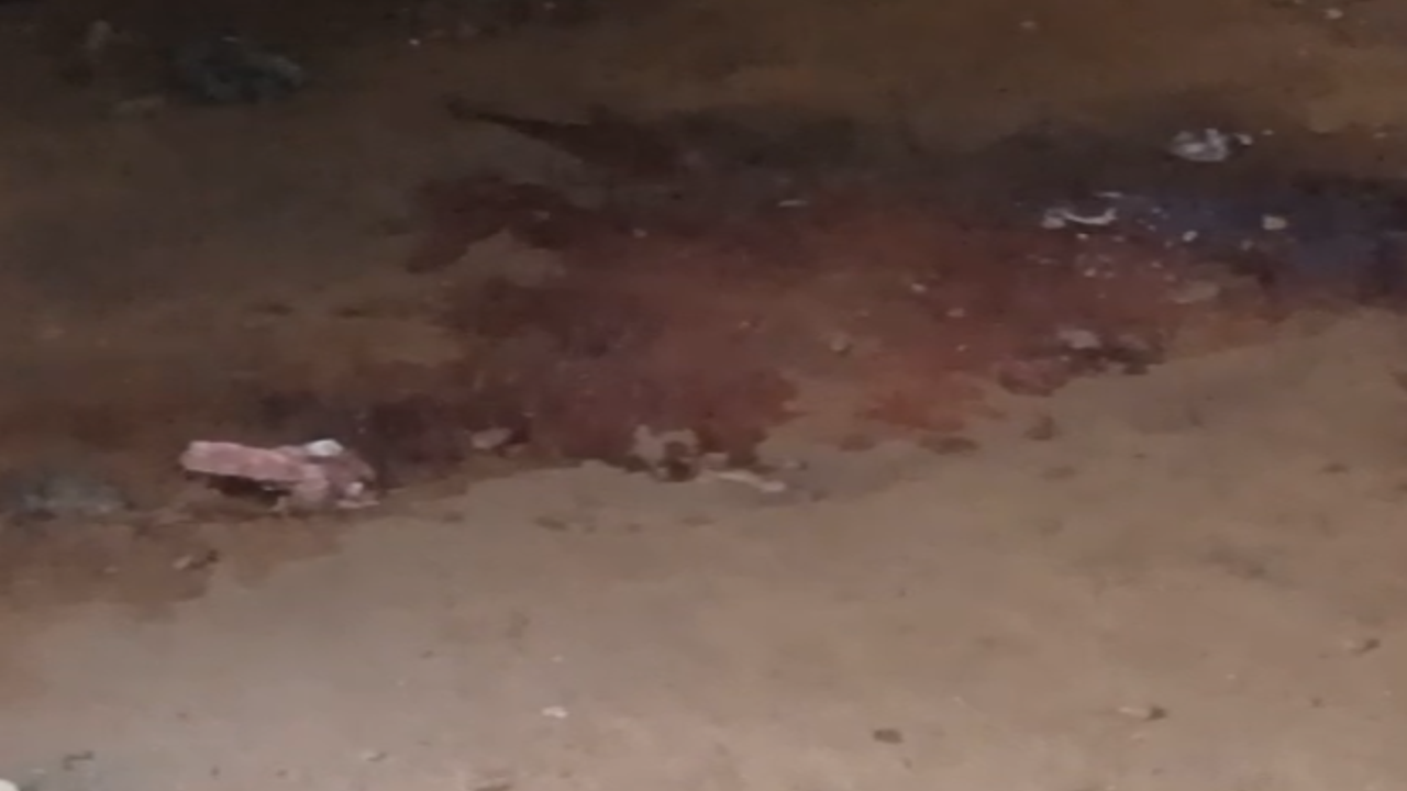 dog killed