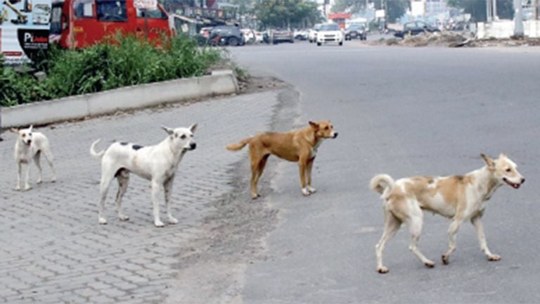 dogs
