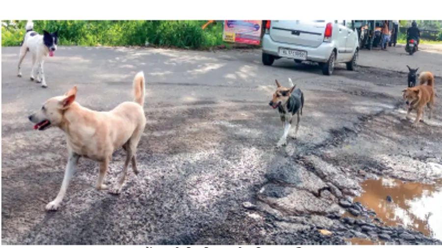 Stray dog