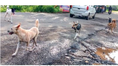 Stray dog