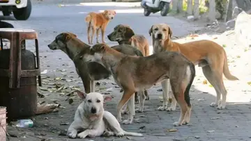 Stray Dogs