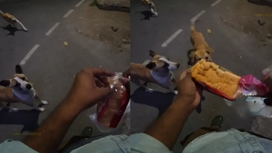 dogs bread