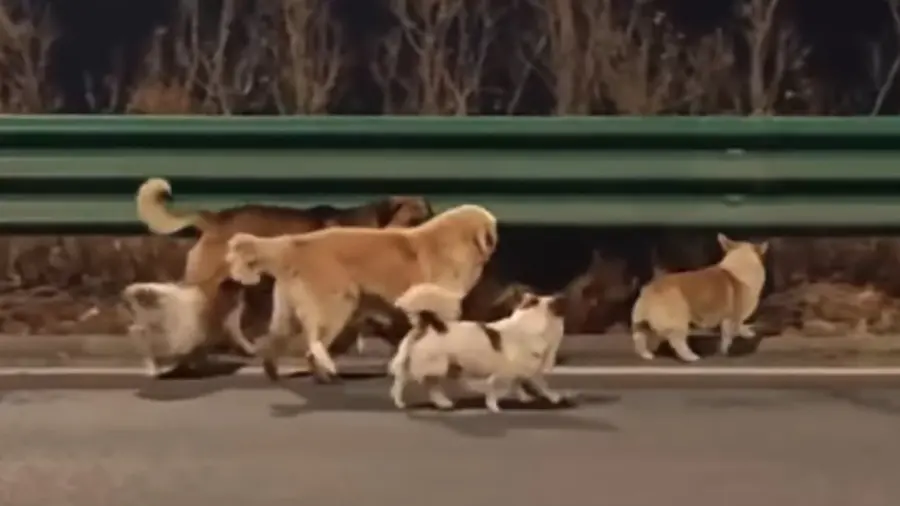 dogs survival china