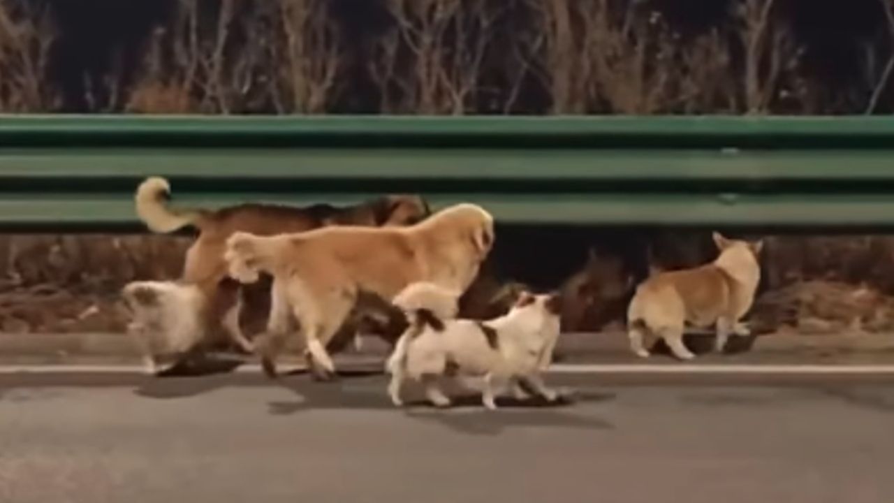 dogs survival china