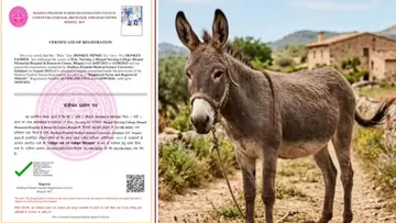 donkey