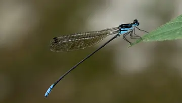 dragon fly
