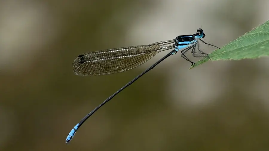 dragon fly