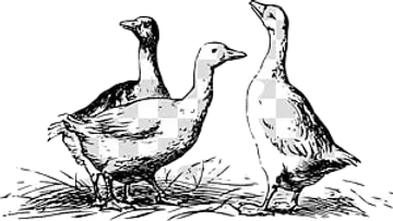 Duck