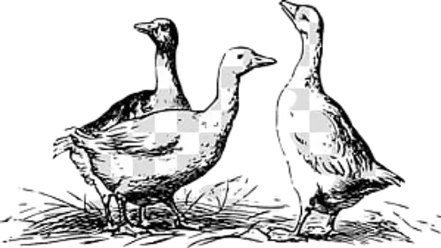 Duck