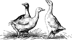Duck