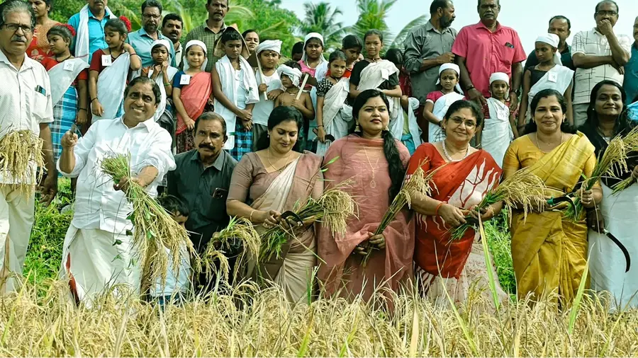 edayakkode harvesting