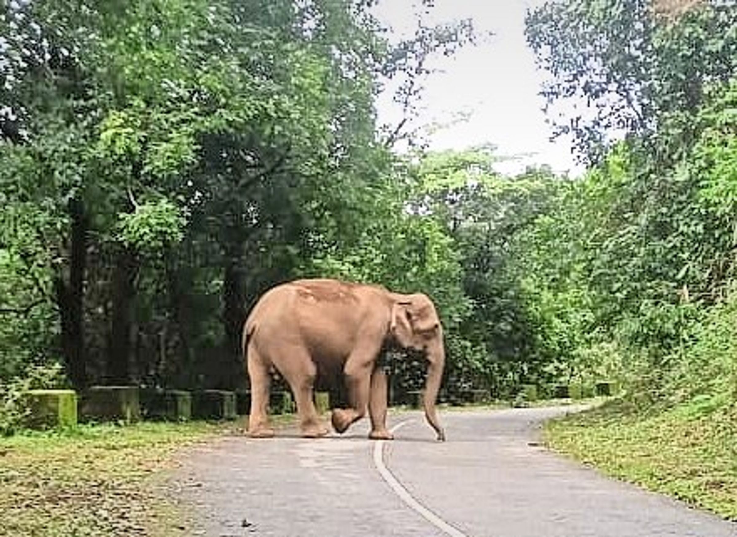 നെന്മാറ നെല്ലിയാമ്പതി റോഡിൽ നിലയുറപ്പിച്ച കാട്ടാന