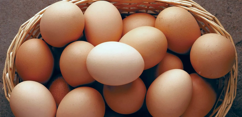egg