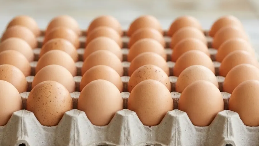 egg