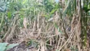 കനമഗ