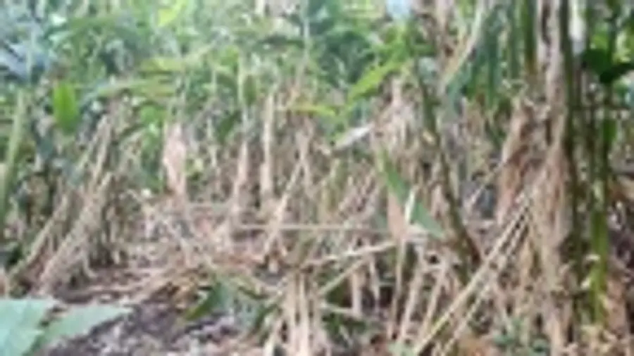 കനമഗ