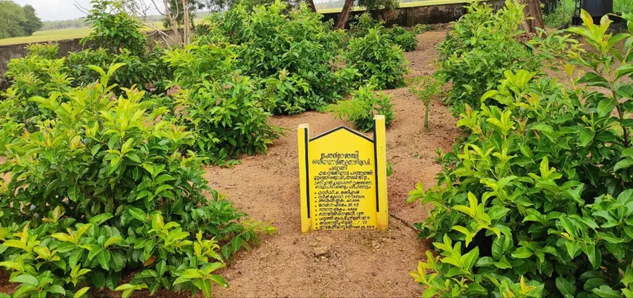 എളവള്ളി പഞ്ചായത്തിൽ ഒരുക്കിയ പച്ചത്തുരുത്ത്